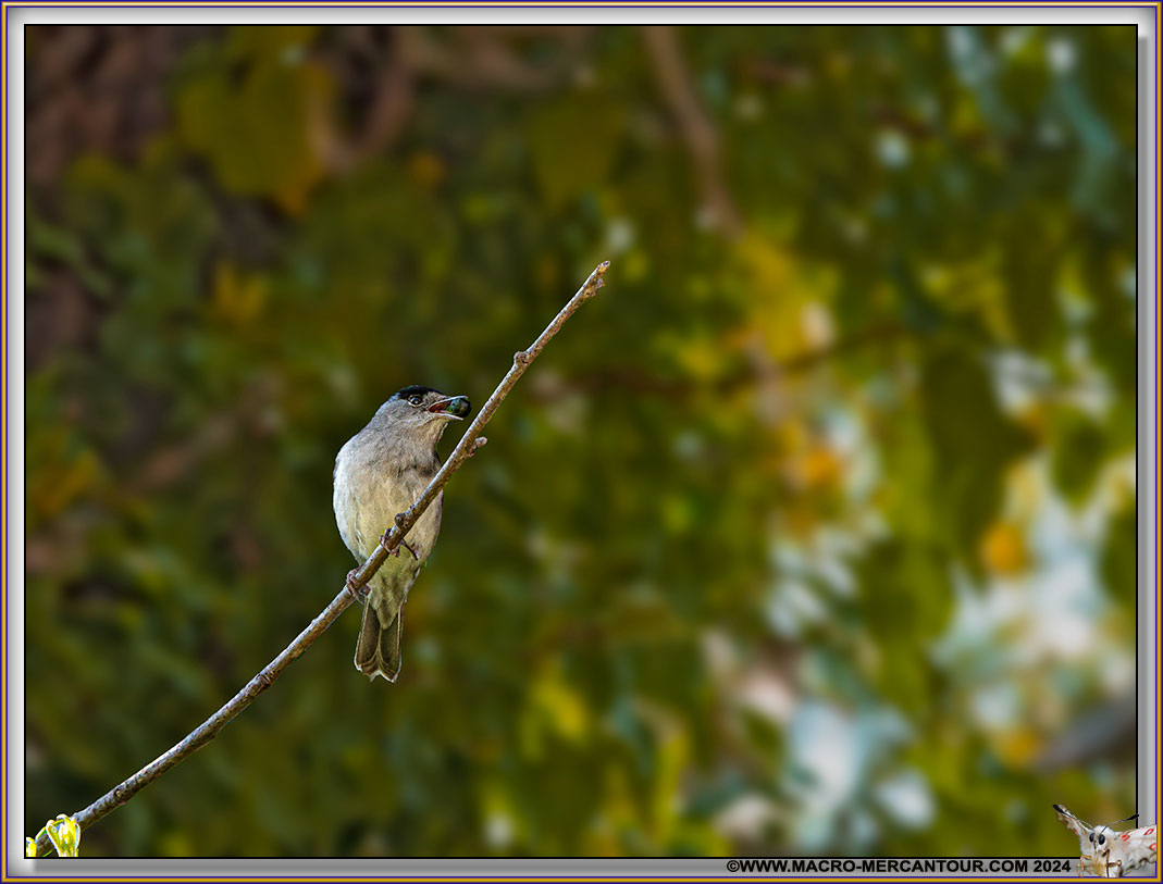 FAUVETTE à tête noire